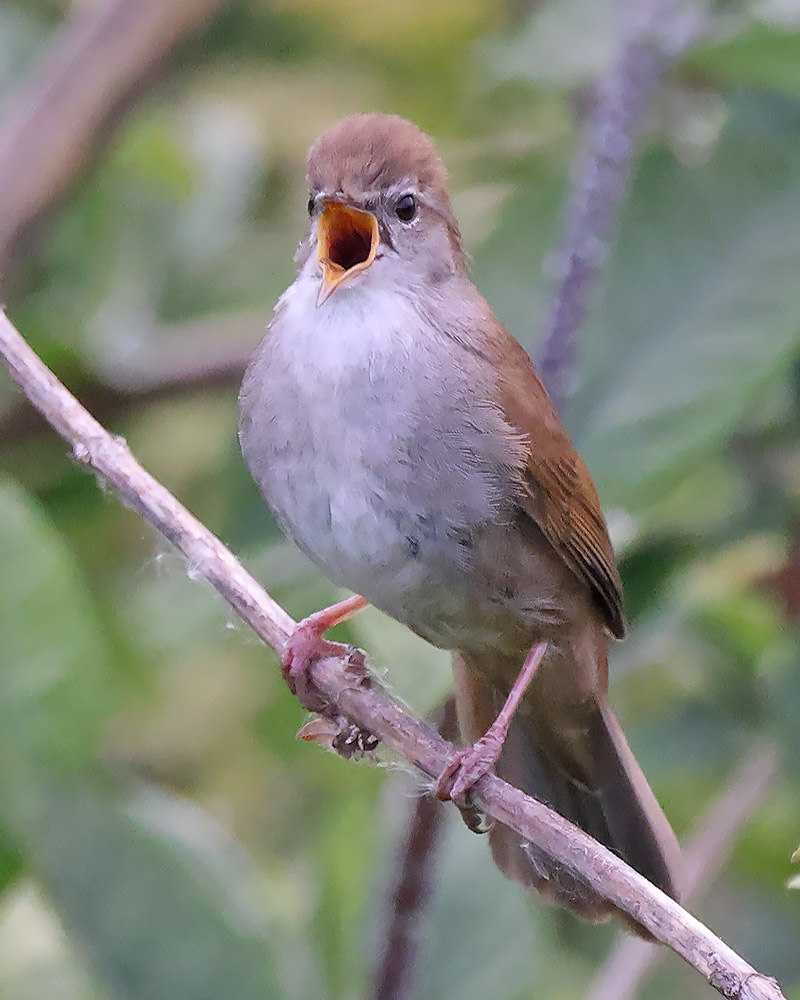 Cetti's warbler